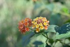 Lantana Camara - Yellow flowers have not been pollinated yet - hence different colours